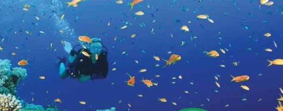 Diving into the depths of the mediterrenian sea