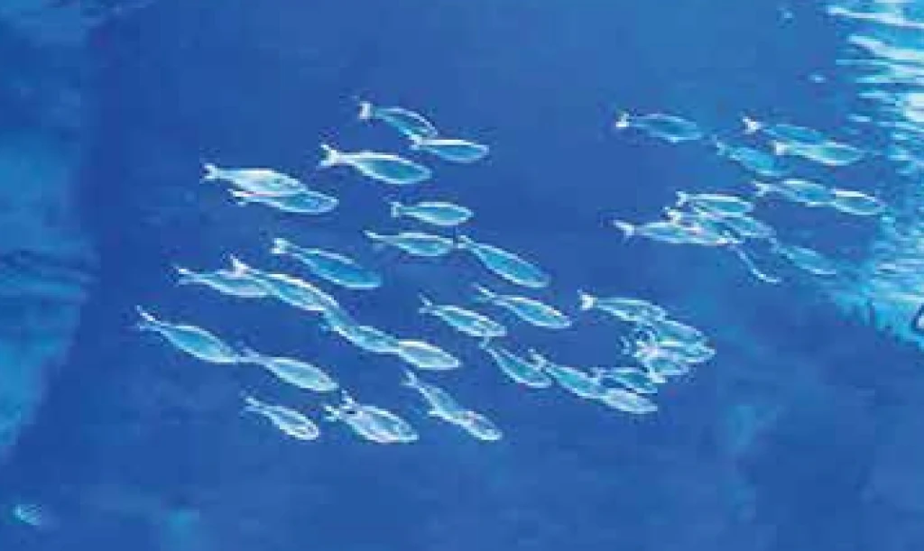 Diving into the depths of the mediterrenian sea