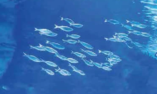 Diving into the depths of the mediterrenian sea