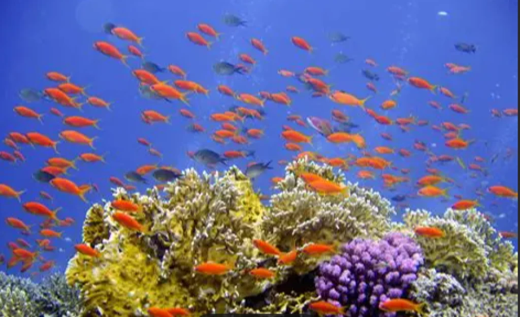 Diving into the depths of the mediterrenian sea