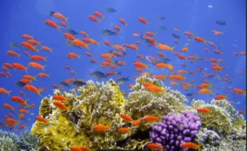 Diving into the depths of the mediterrenian sea