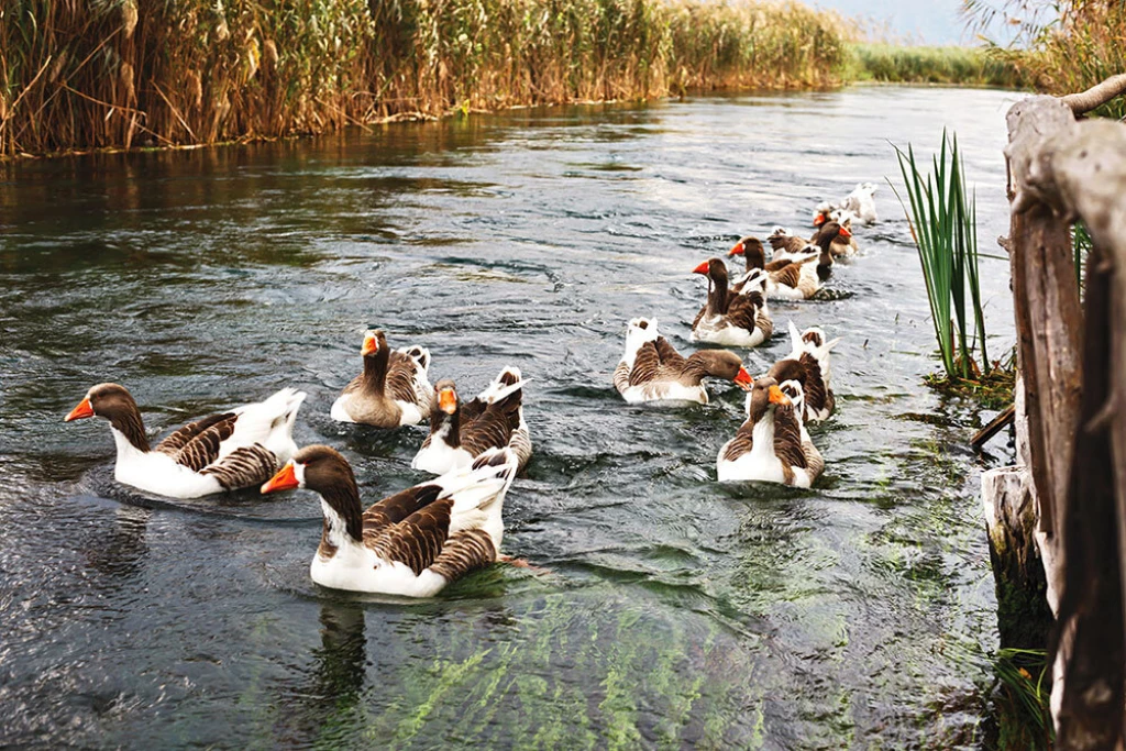 تور فتحیه اولودنیز گوکوا مارماریس داتچا بدروم / ۴ شب اقامت هتل / خروجی استانبول