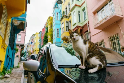 Meet Istanbul’s Famous Cats: The City’s Beloved Cat Residents