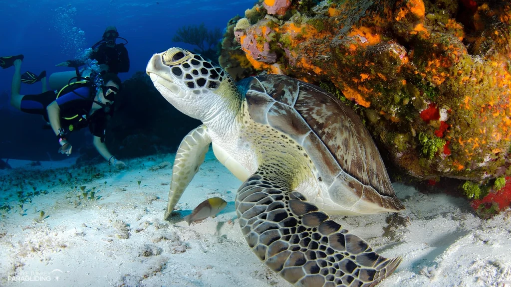 Scuba Diving in Oludeniz Fethiye