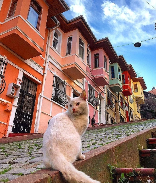 Cats Of Istanbul