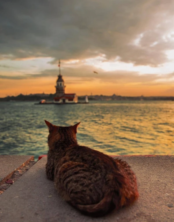 Cats Of Istanbul