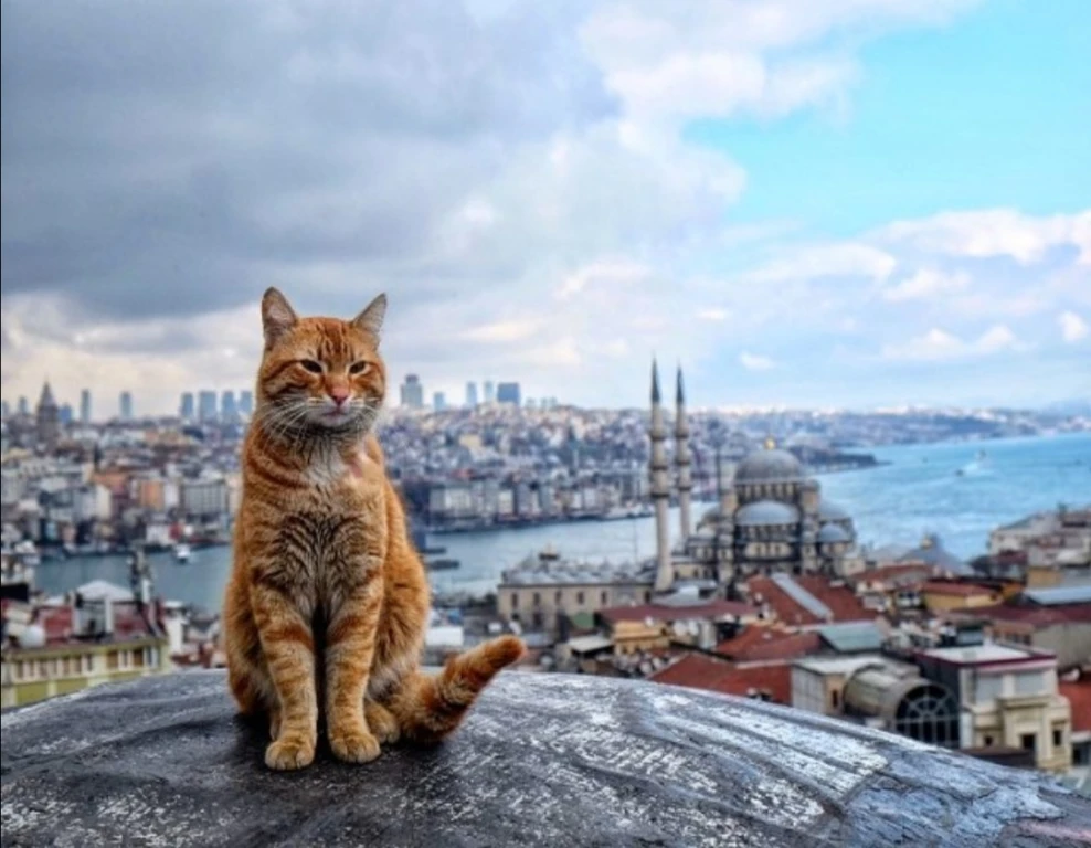 Cats Of Istanbul