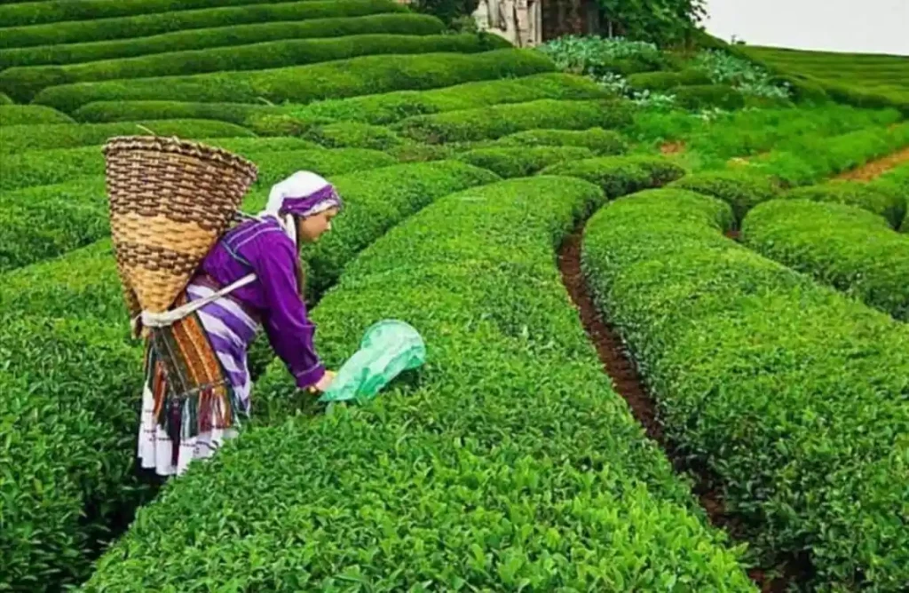 Karadeniz Turu / 3 Gece Konaklamalı