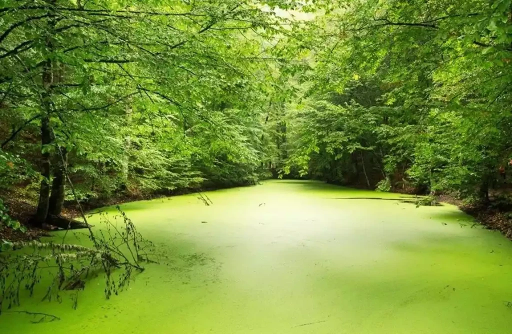 Yedigöller Turu Günübirlik
