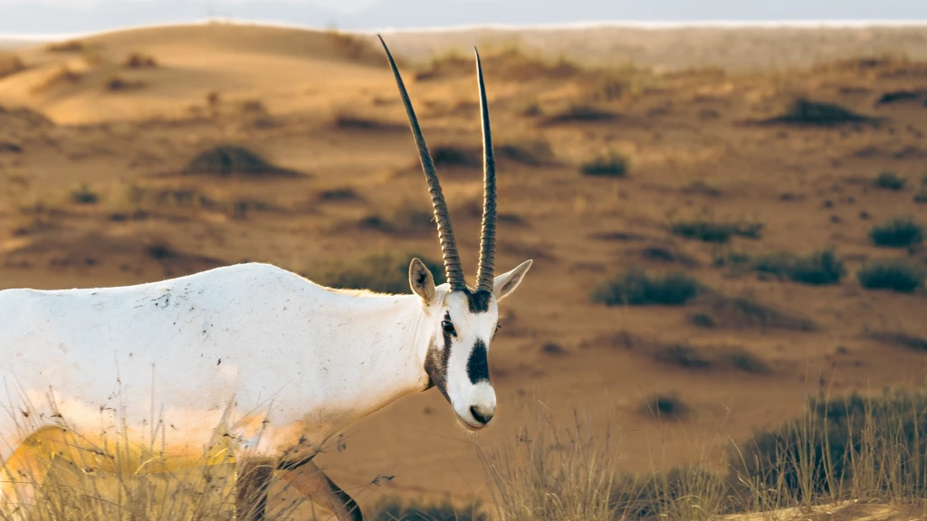 Heritage Desert Safari - Vintage Land Rover Safari