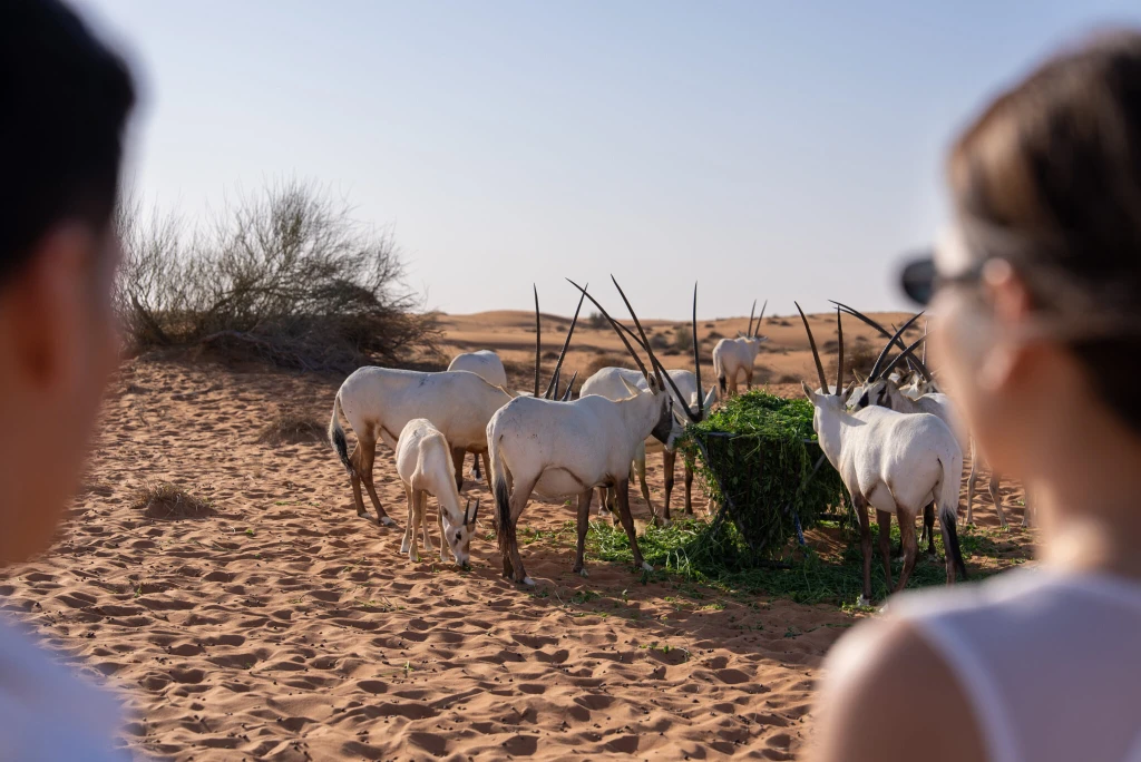 Dubai Sunrise Hot Air Balloon Tour with Falcon Show and Desert Safari