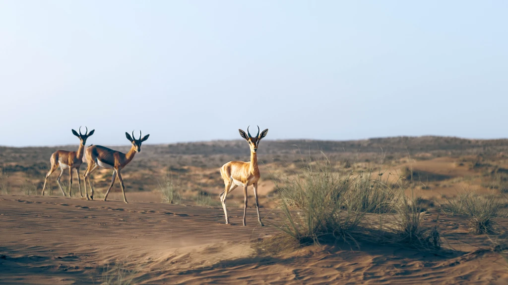 रेगिस्तान सफारी टूर - अपराह्न