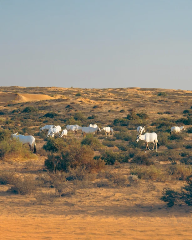 रेगिस्तान सफारी टूर - अपराह्न