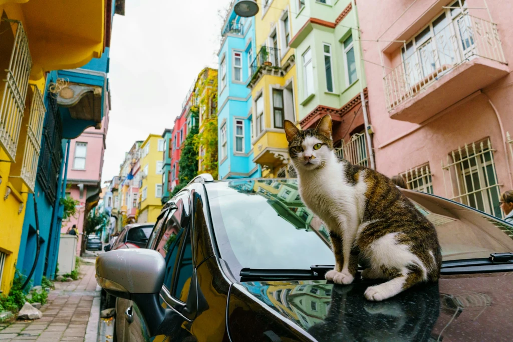 Balat – Die bunte Seele Istanbuls (2025 Ausgabe)