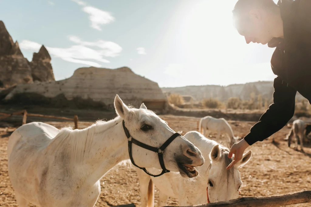 Horseback Riding Tour