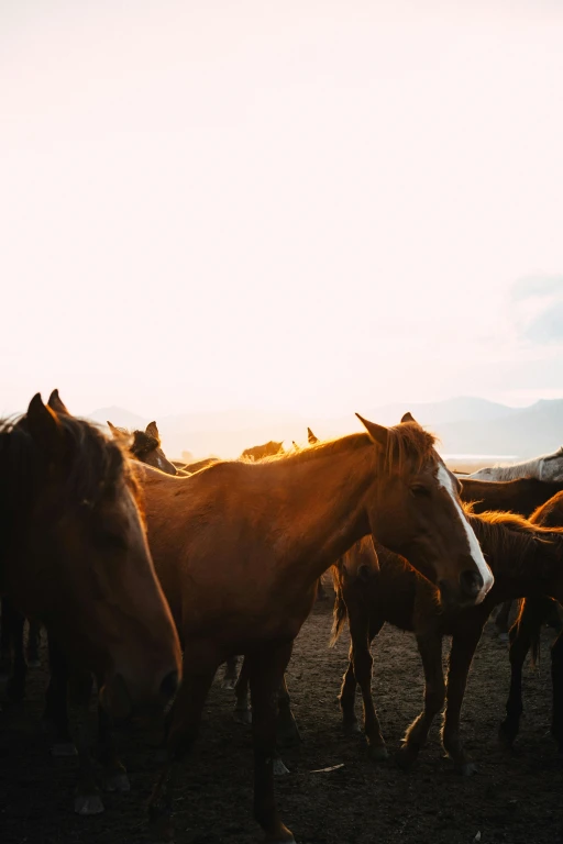 Horseback Riding Tour