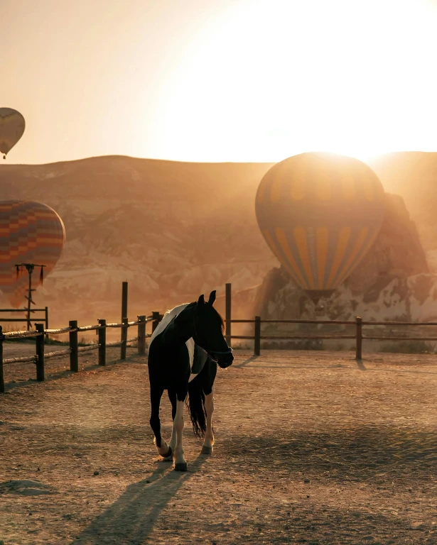 Horseback Riding Tour
