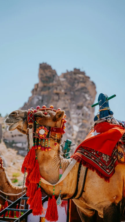 Camel Riding Tour