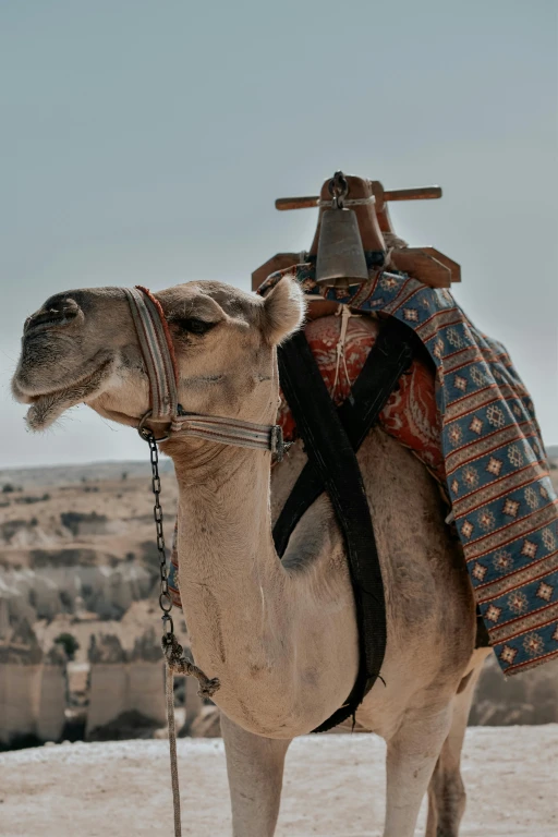 Camel Riding Tour