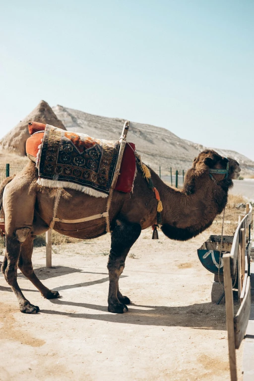 Camel Riding Tour