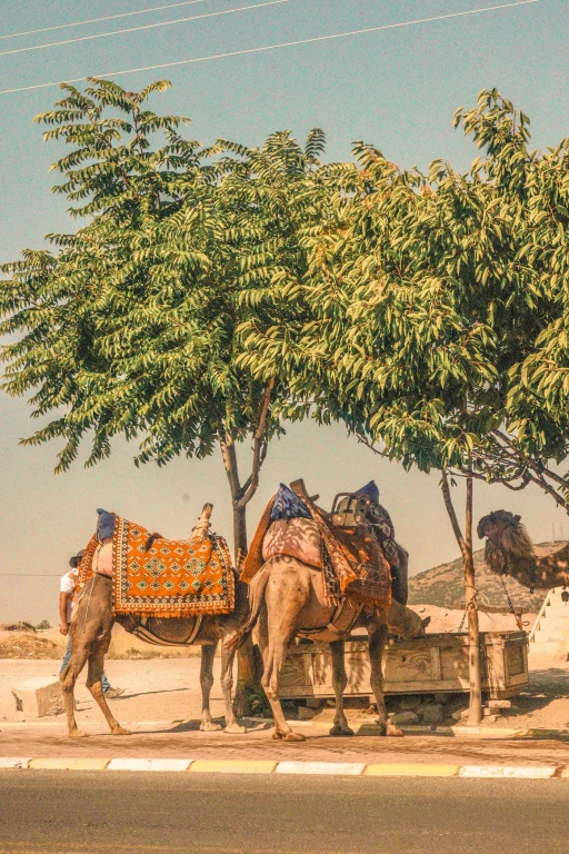 Camel Riding Tour