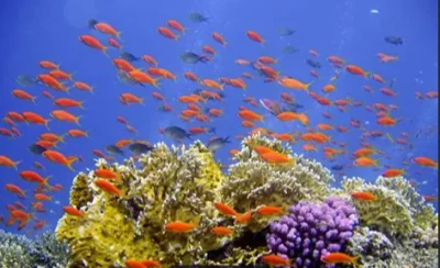 Diving into the depths of the mediterrenian sea offers an exhilarating adventure where colors and cr...