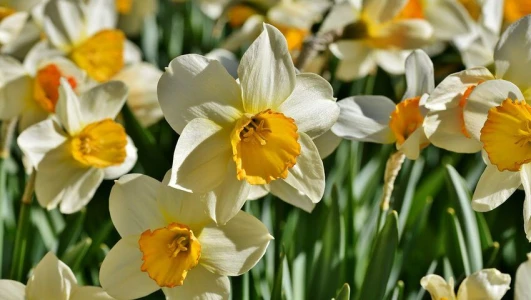 FESTIVAL DE NERGI DE KARABURUN