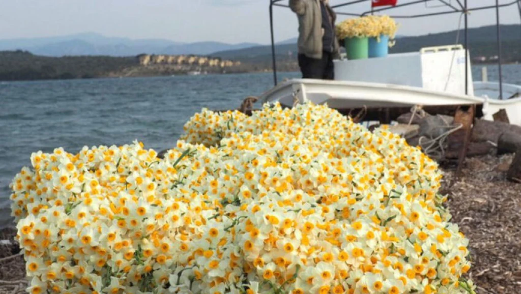 FESTIVAL DE NERGI DE KARABURUN