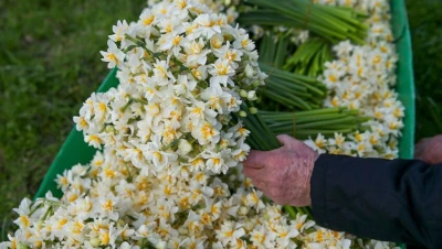 Karaburun festival neriga