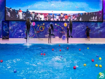 Dubai Dolphinarium – Swimming with Dolphin
