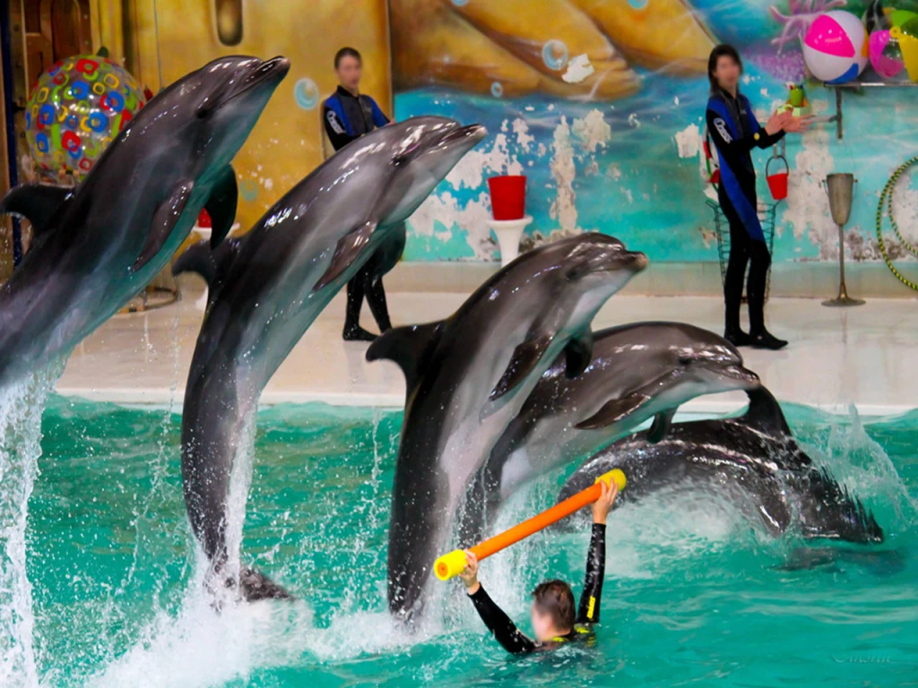 Dubai Dolphinarium - VIP Ticket