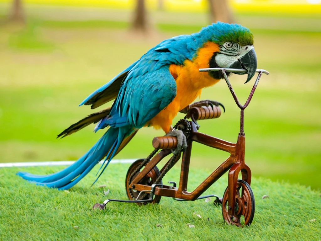 Дубайский дельфинарий – Шоу экзотических птиц