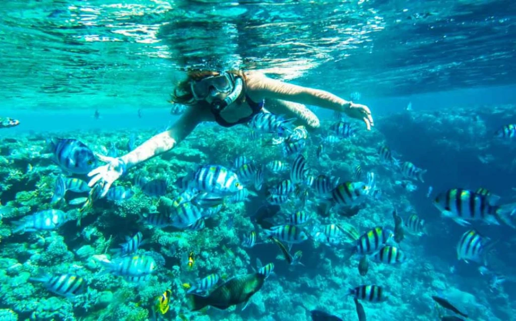 Why “Blue Voyage” and “Blue Cruise”? Understanding the Differences