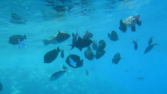 Baştanbaşa Mısır Turları Sharm Kahire Hurgada Ajet ile 7 Gece 8 Gün