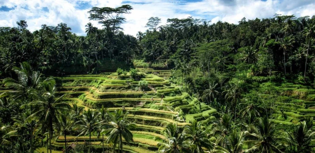 ELEGANT UBUD & BALİ - 7 Gece - Thy - Dps-Dps - Ekstra Turlar Dahil - 