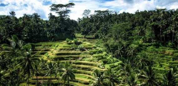 ELEGANT UBUD & BALİ - 7 Gece - Thy - Dps-Dps - Ekstra Turlar Dahil - 