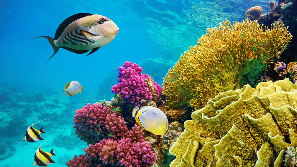 Baştanbaşa Mısır Turları Hurgada Kahire Sharm Ajet ile 7 Gece 8 Gün