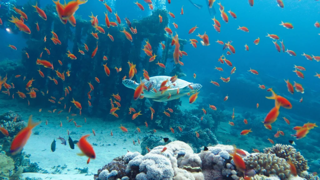 Baştanbaşa Mısır Turları Hurgada Kahire Sharm Ajet ile 7 Gece 8 Gün