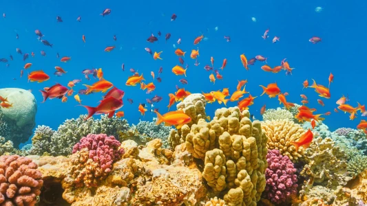 Promosyon Sharm El Sheikh Turu Ajet ile 4 Gece Transfer Saatine Kadar Otel Kullanımlı