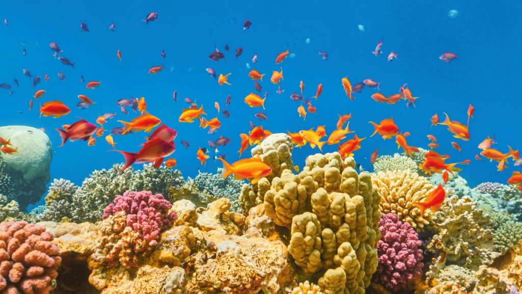Mısır ikonları THY ile  İskenderiye Kahire Sharm Turu 7 Gece 8 Gün (01-08Şubat)