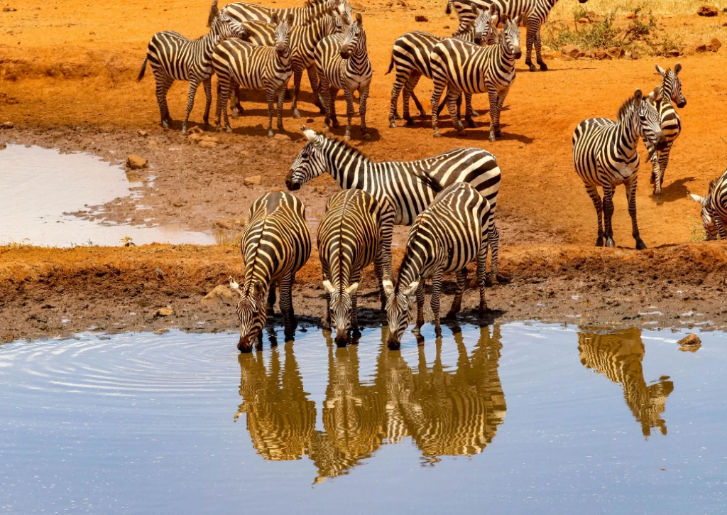 Büyük Göçün Peşinde: Kenya & Tanzanya’da Safari, Vahşi Yaşam ve Zanzibar Rüyası