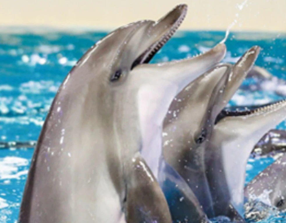 Dubai Dolphinarium - VIP Ticket