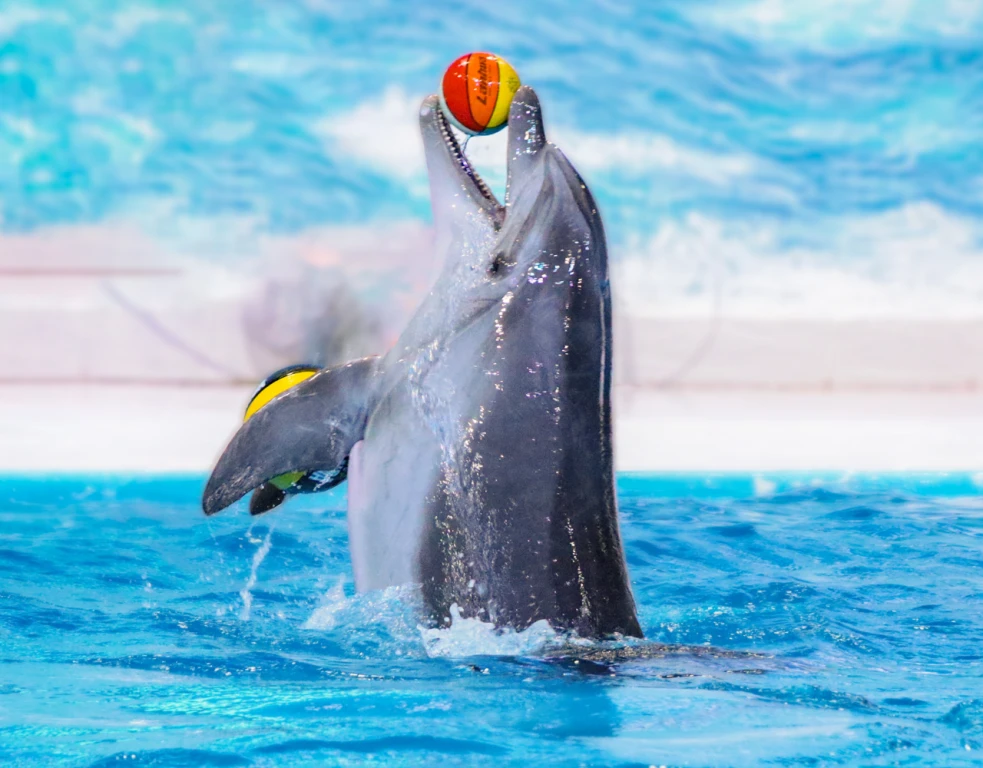 Dubai Dolphinarium - VIP Ticket