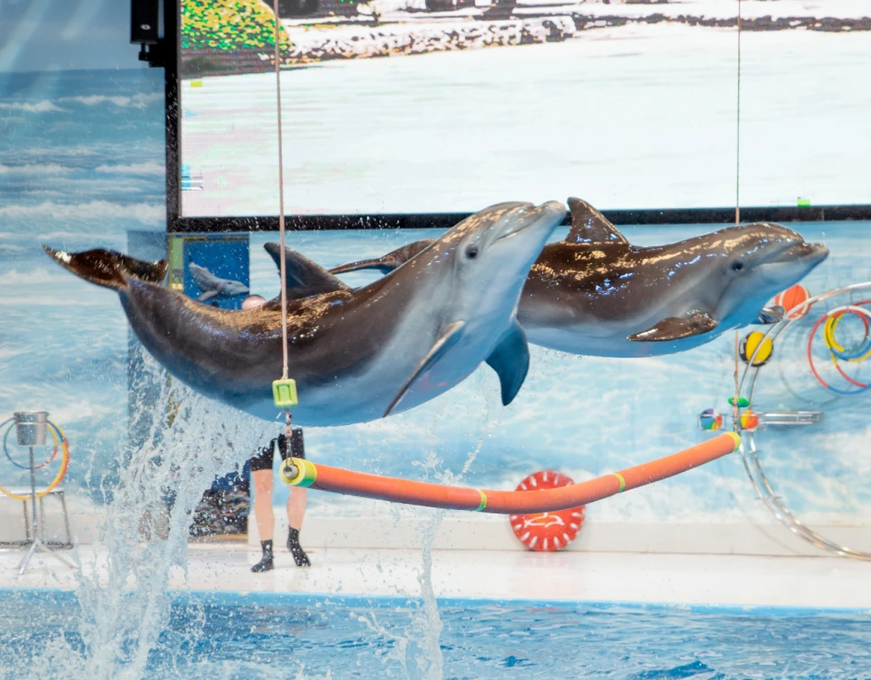 Dubai Dolphinarium - VIP Ticket