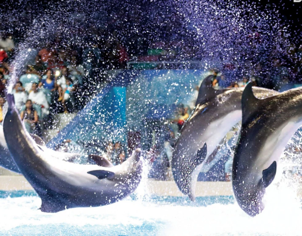 Dubai Dolphinarium - VIP Ticket