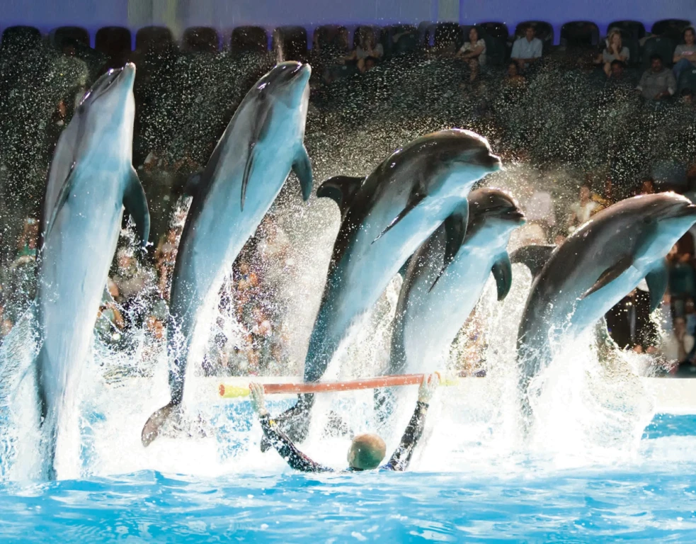 Dubai Dolphinarium - VIP Ticket