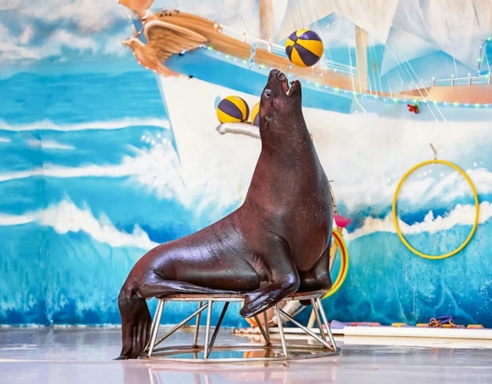 دولفيناريوم دبي (تذكرة عادية)