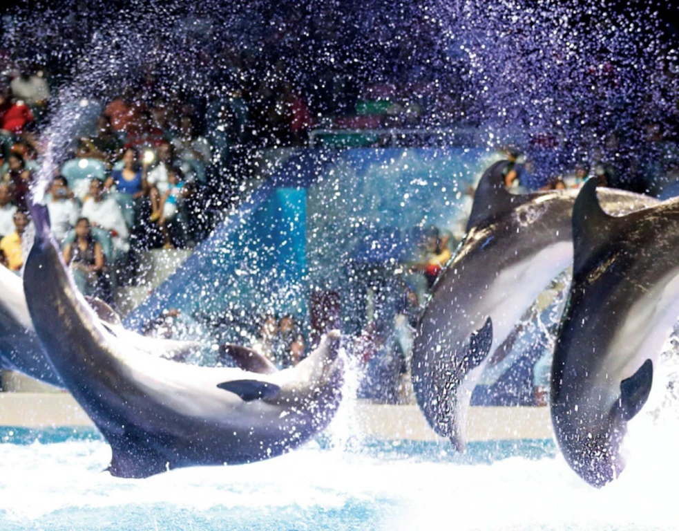 دولفيناريوم دبي (تذكرة عادية)