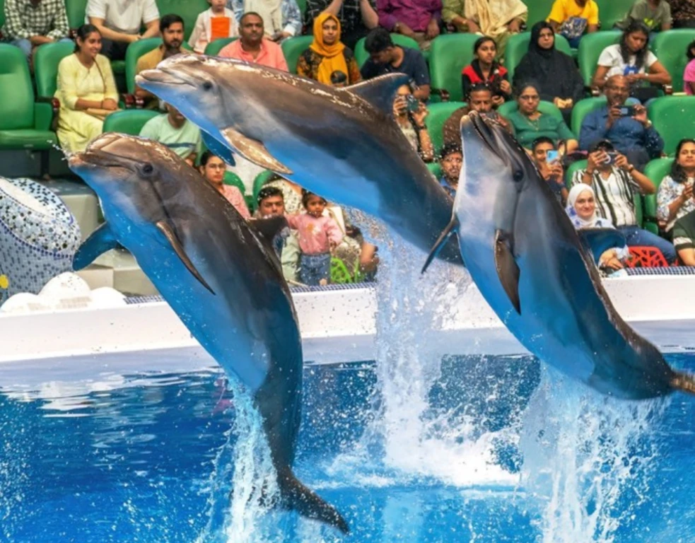 دولفيناريوم دبي (تذكرة عادية)