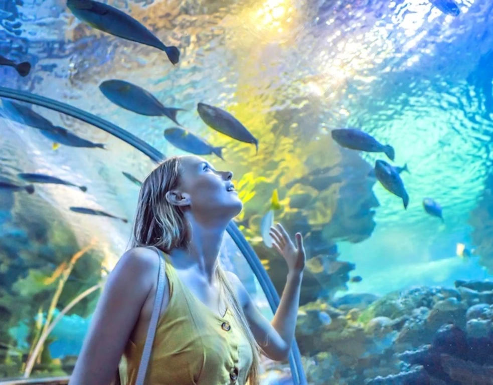 Dubai Akvaryum Hayvanat Bahçesi – Temel